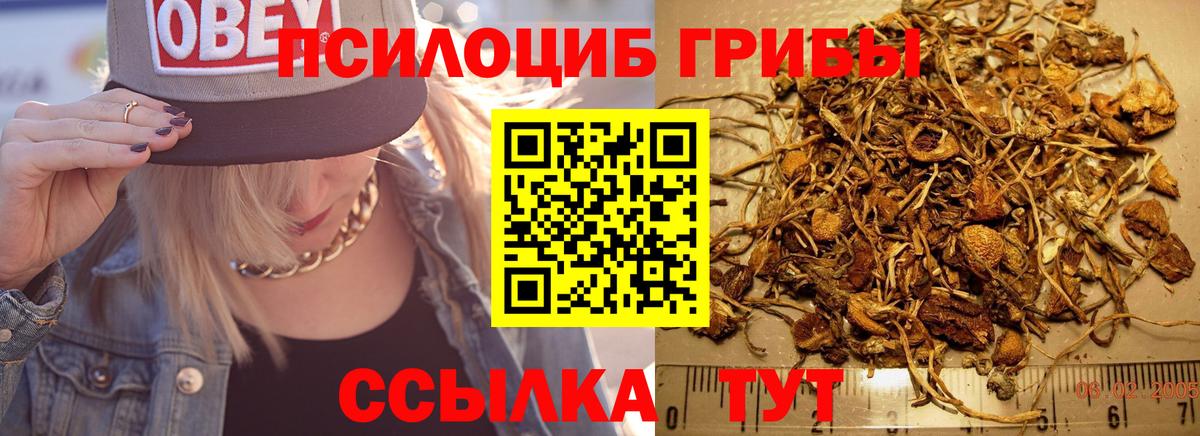 Норильск  Псилоцибиновые грибы прущие грибы  Вход с VPN 
