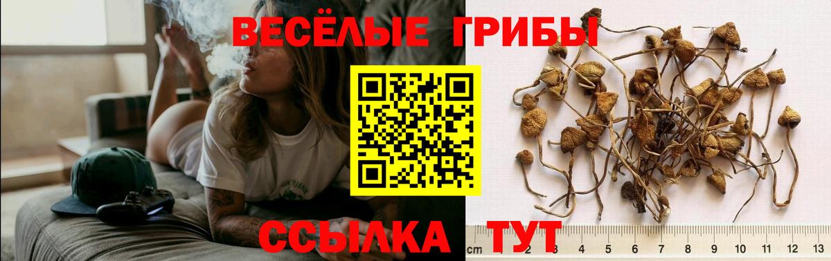 Галлюциногенные грибы GOLDEN TEACHER Норильск
